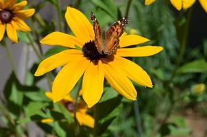 Butterfly Sitting on a Flowering Black Eyed Susan photo