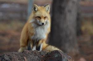 Red Fox Sitting on a Rock photo