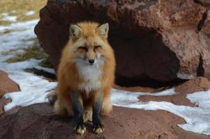 Red Fox Sitting on a Rocky Out Cropping photo