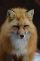 Fluffy Red Fox with a Sweet Face photo