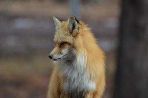 Red Fox Looking Down photo