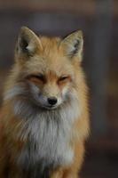 Perfect Fluffy Red Fox photo
