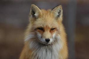 Startlingly Beautiful Glaring Red Fox photo