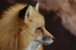 perfil de zorro rojo foto