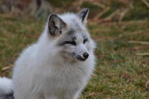 Gorgeous White Swift Fox photo