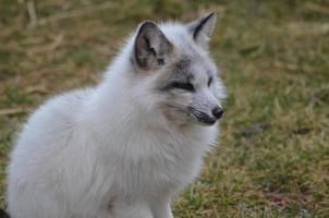 Fluffy Swift Fox photo