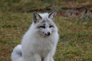 Beautiful Face of a Swift Fox photo