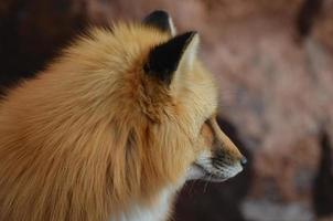 vista lateral de un zorro rojo foto