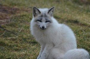 Sitting Swift Fox with His Eyes Almost Closed photo