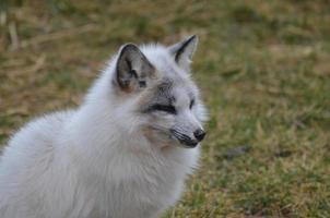 Profile of a Swift Fox photo