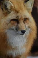 Amazing Red Fox Up Close and Perosnal photo