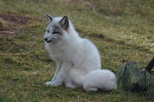 perfil de un hermoso zorro blanco foto