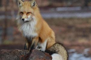 hermoso zorro rojo con la cola enroscada a su alrededor foto