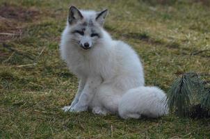 Gorgeous View of a Swift Fox with His Tail Curled photo