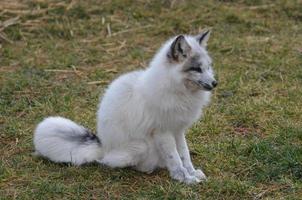 Contemplative Swift Fox Sitting photo