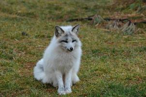 hermoso zorro blanco sentado foto