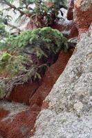 Amazing Cluster of Lady Bugs Hibernating on Rocks photo