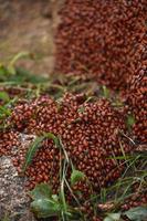 Infestation of Lady Bugs Crawling on a Rock photo