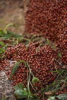 infestación de mariquitas arrastrándose sobre una roca foto