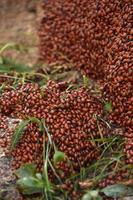 Pile of Hibernating Lady Bugs Crawling  and Creeping photo