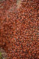 Thousands of Lady Bugs in a Big Pile photo