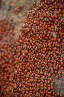 Huge Swarm of Lady Bugs on a Rock photo
