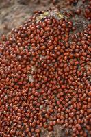 Swarm of Lady Bugs Covering a Large Rock photo