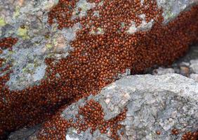Bright Red Lady Bugs Creeping Across a Rock photo