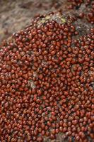 Large Infestation of Lady Bugs on a Rock photo