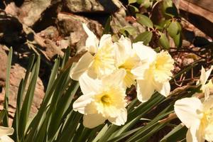 Cluster of White Jonquils Blooming and Flowering in the Spring photo
