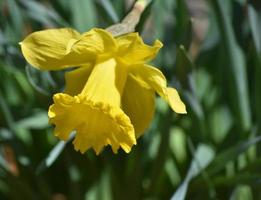 Gorgeous Yellow Daffodil Flower Blossom in the Spring photo