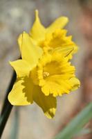 Looking Into a Pair of Blooming Yellow Daffodils photo