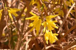 flores amarillas de forsythia en flor durante la primavera foto