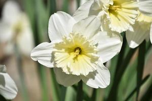 Pretty White Jonquil Flower in Blooming in the Spring photo