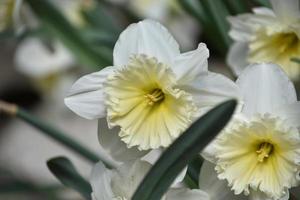 White Blooming and Flowering Daffodil Flower in the Spring photo