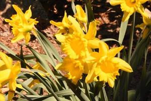 Beautiful Collection of Blooming Daffodils in the Spring photo
