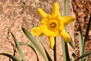 Brilliant Yellow Daffodil Flower Blossom in the Spring photo