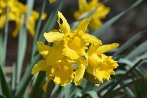 Cluster of Blooming Yellow Daffodils in a Clump photo