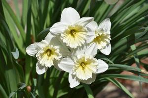 Clump of White Daffodils Blooming in Early Spring photo