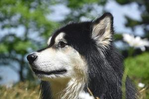 perro peludo blanco y negro de cerca y personal foto