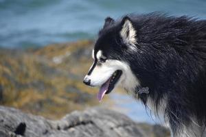 perro husky parado en una gran roca en la costa foto