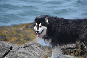 perro husky jadeando de pie a lo largo de la costa foto