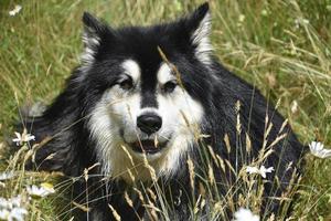 Husky Dog Resting in Tall Grass and Wildflowers photo