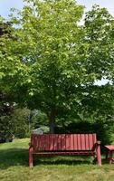 Beautiful Red Bench Under a Tree on a Beautiful Day photo