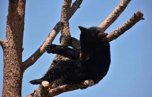 Close Up with a Black Bear Cub on a Branch photo