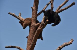 Pair of Playful Black Bear Cubs in a Tree photo