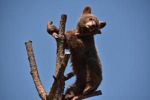 cachorro de oso negro marrón parado en una rama de árbol foto