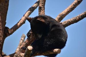 de cerca con un cachorro de oso negro bebé foto