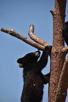 Baby Black Bear Cub Climbing Up a Tree photo