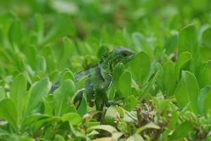 iguana americana verde en arbustos